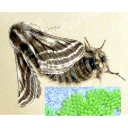Belted Beauty Lycia zonaria a large egg batch